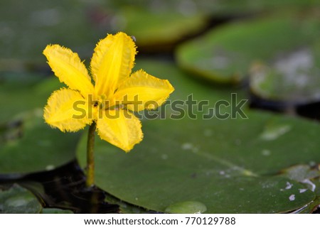 Yellow Floating Heart (Nymphoides peltatum) flower on Water, in the Danube Delta