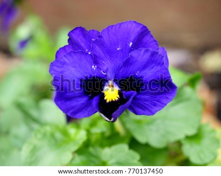 Colorful pansy flower close up 
