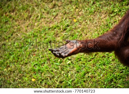 Orang utan hand with green nature background. selective focus.