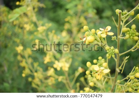 Close up Yellow Flower of Thai copper pod or Cassod tree