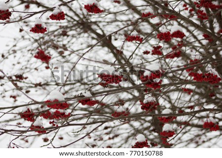 bunches of Rowan snow tree