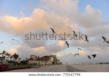 Seagulls gather on the beach on Coronado with the city of San Di