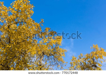 Autumn trees with yellow leaves and bright blue sky