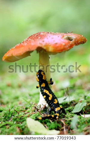 Salamander on mushroom, Reserve South Poland