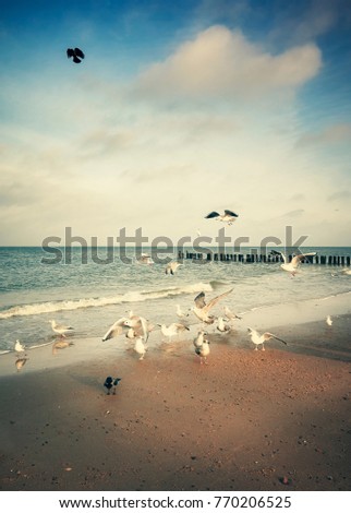Vintage stylized picture of a beach with birds.