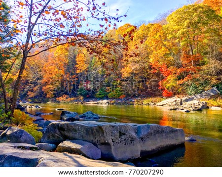 Beautiful river in the forest landscape