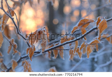 This is cold sunrise in Caucasus nature in winter
