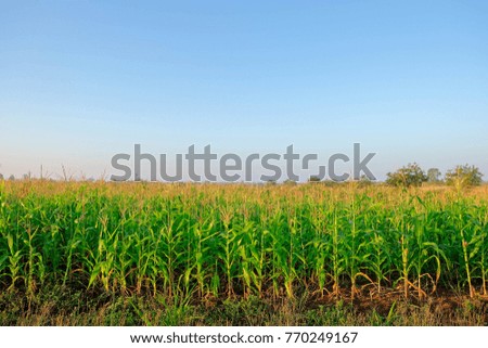 a front selective focus picture of organic young corn field at agriculture farm