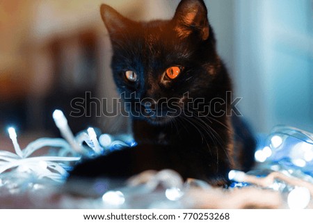 Cat with christmas garland