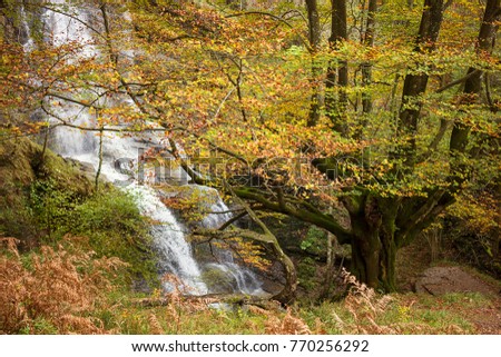 Beech forest in autumn season