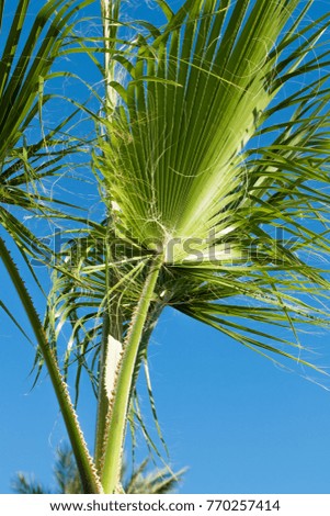 green palm tree against the sky, landscape