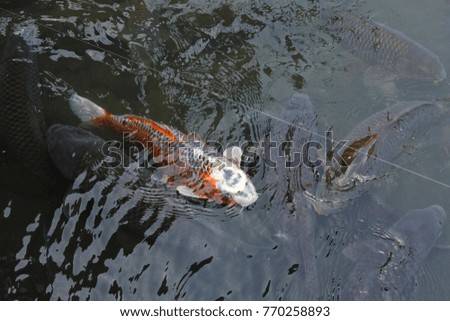 Japanese koi fish was raised in a pond at the rural shrine of Oita Prefecture.