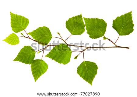 spring twig birch with green leaves on a white background Royalty-Free Stock Photo #77027890