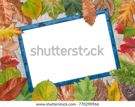 Colored autumn leaves white copy space on blue wooden picture frame