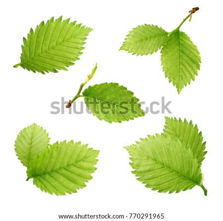 Hazelnuts leaves isolated on white background. Collection. Royalty-Free Stock Photo #770291965
