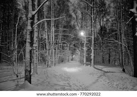 Night winter landscape in the park. Walking trail.