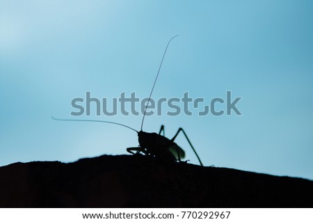 Grasshopper Silhouette Background, Silhouette of a Bug