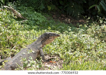 Komodo Dragon, the largest lizard in the world on Natural background