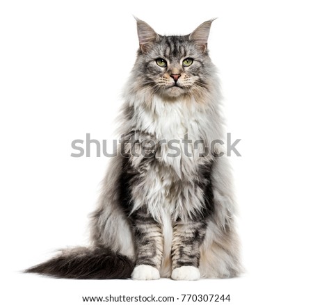 Main coon cat, sitting, isolated on white Royalty-Free Stock Photo #770307244