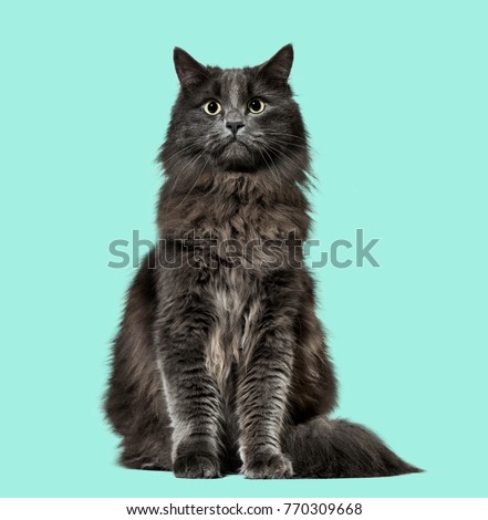 Mixed-breed cat whit a main coon  (1 year old), on green background