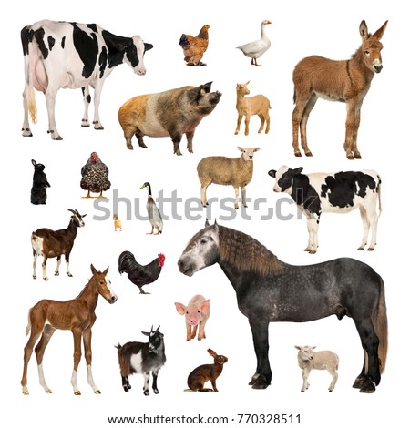 Large collection of farm animal, in different position, Isolated on white background. Royalty-Free Stock Photo #770328511