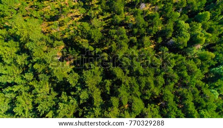 landscape forest in aerial view