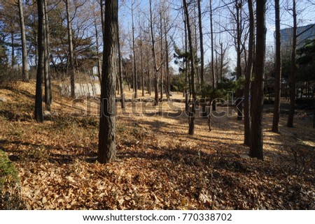 A picture of a park where leaves are still piled up in early winter.