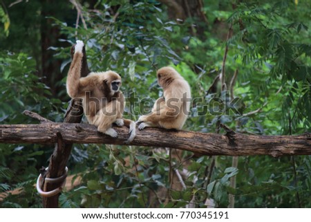 couple gibbon on branch