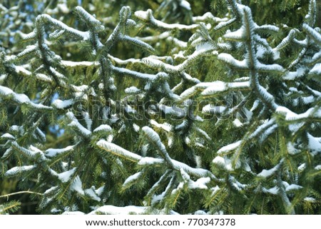 Green spruce in the forest, fluffy snow on the spruce branches. Background & Textures
