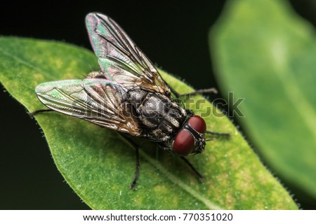 House fly, Fly, House fly on leaf Royalty-Free Stock Photo #770351020