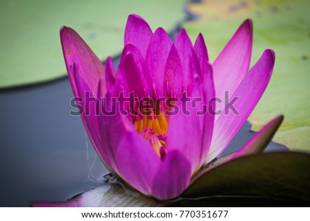 lotus flower beautiful in water