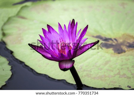 lotus flower beautiful in water