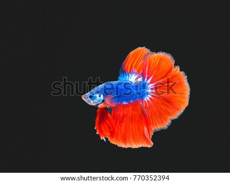 Blue Betta fish with Red tail a half moon of Siamese Fighting fish.