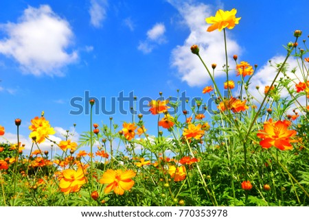 Nature landscape of orange and yellow flowers blooming with white clouds and blue sky.