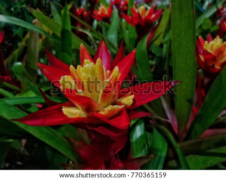Alpinia purpurata,It is a native of Malaysia with beautiful flowers.