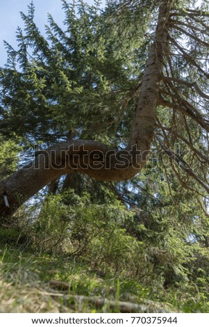 Abstract grown tree in the forest