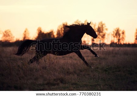 horse runs gallop in the sunset - silhouette