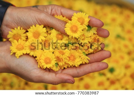 hand of woman carrying Chrysanthemum flower on hand. On blur Chrysanthemum Flower Background