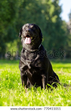 Young black labrador retriever sticking out tongue and looking forward on blurred green background