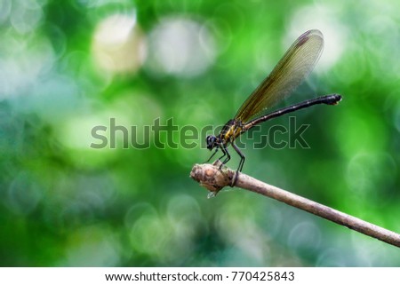 Yellow 
Damselfy/Dragon Fly/Zygoptera sitting in the edge of bamboo stem