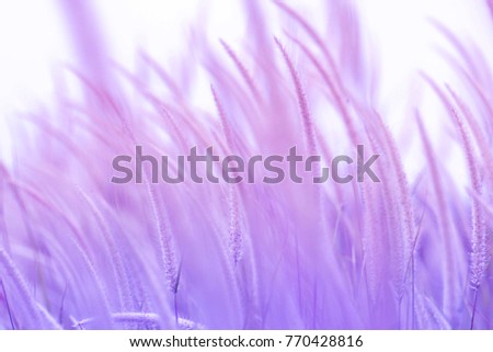 Grass flower, winter