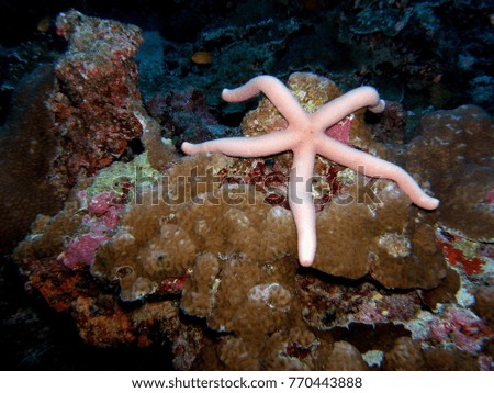 Sea star, Similan Islands, Andaman Sea, Thailand, Underwater photograph 