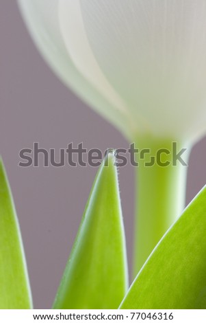 White tulip with leafs..  drop on top on the leaf