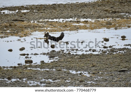 bold eagle, wildlife in Alaska, USA