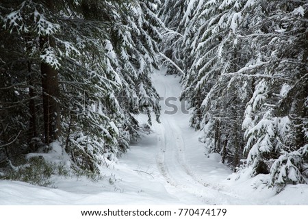 Winter forest in snow. Mountain landscape with a footpath. Sunny day and frosty weather