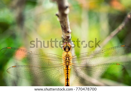Dragonfly is hanging branches in garden