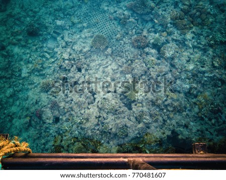 Coral Reef Background 