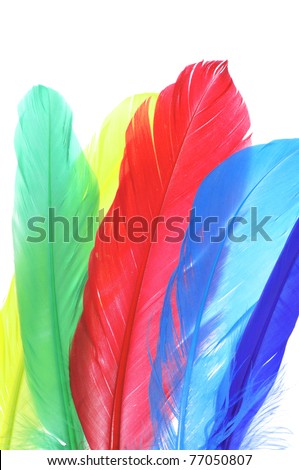 some feathers of different colors on a white background