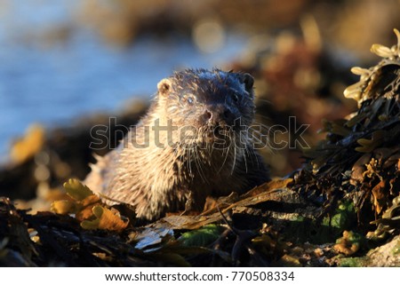 Eurasian otter on the norwegian coast
