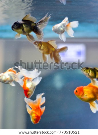 Gold Fish in fresh water aquarium,solf and selective focus